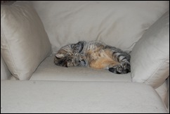 DSC_0015 DSC_0015