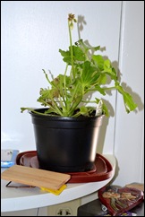 geranium 2 geranium 2