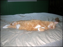 lazy leo lazy leo