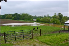 cow lake