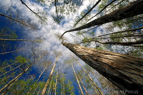 [DSC_5007TallTreesWideAngle_100dpi_PhoDir[5].jpg]