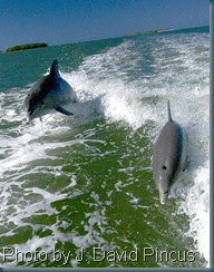 DSC_4786TwoDolphinsJumping_100dpi