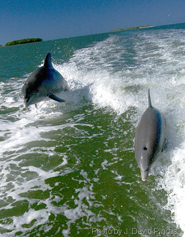[DSC_4786TwoDolphinsJumping_100dpi[5].jpg]