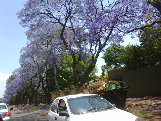 Jacaranda, Pretoria