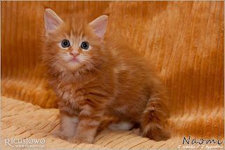 IMG_9836a-naomi kocieta maine coon.jpg