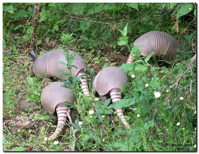 Armadillo Herd