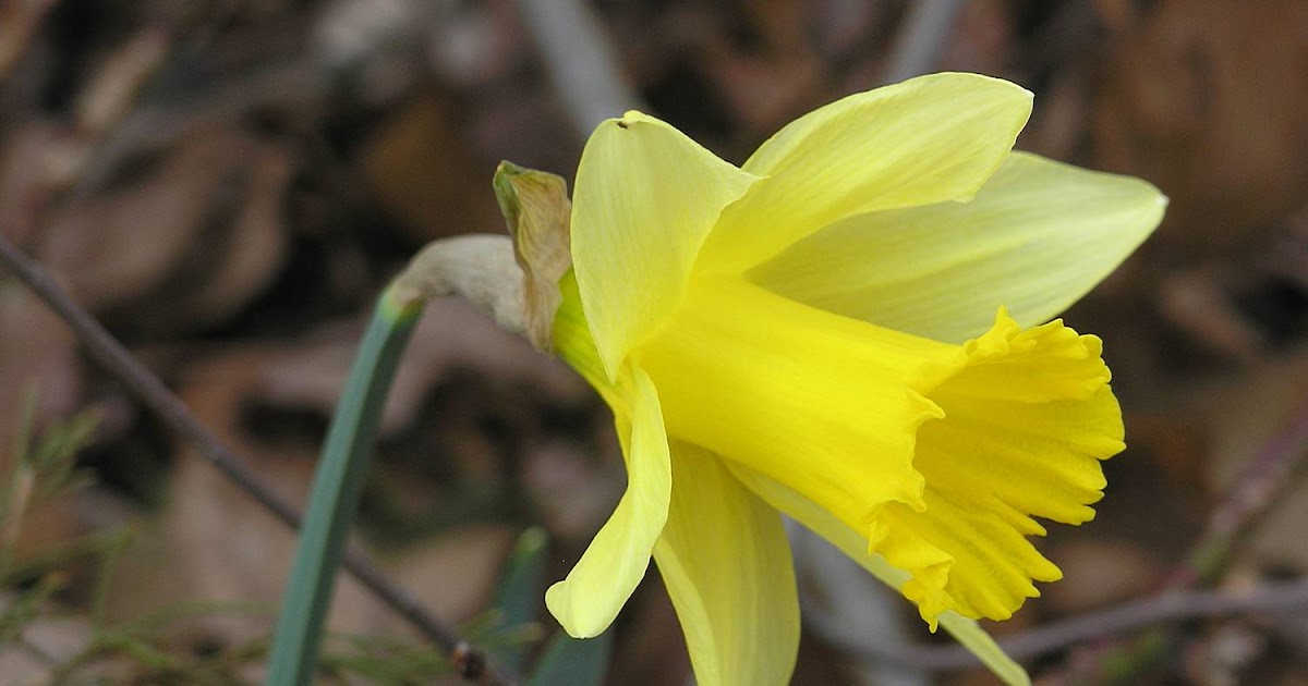 Nature in the Ozarks Daffodil