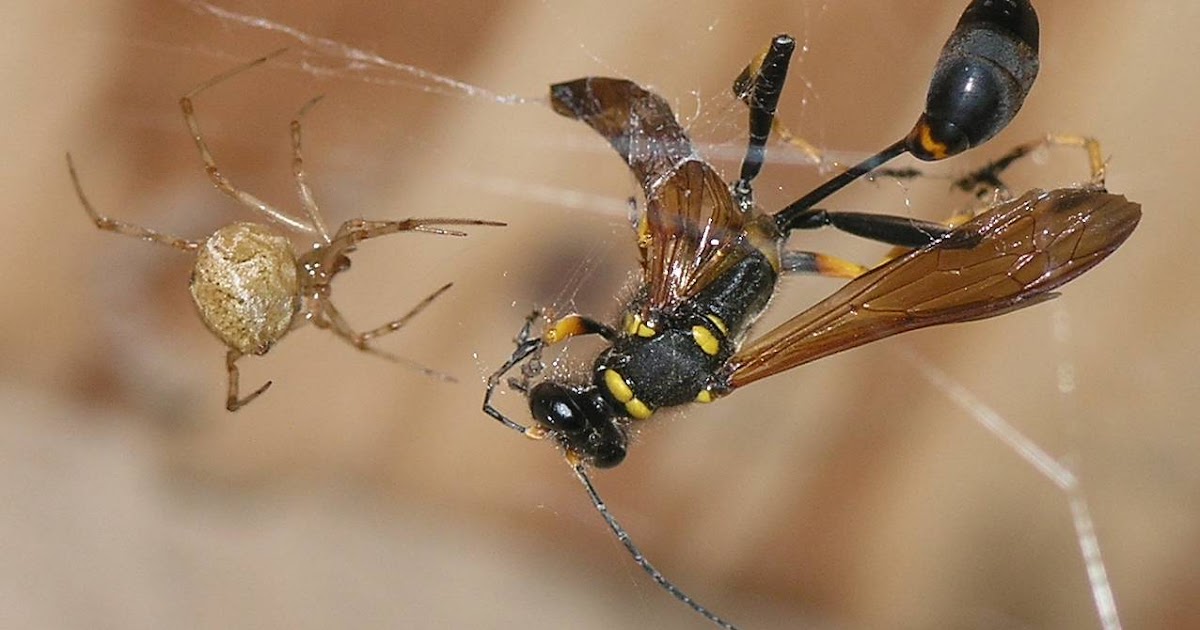 Nature in the Ozarks Spider versus Mud Dauber