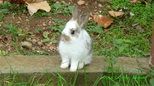 a little bunny