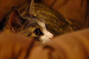 _DSC0883_resize.jpg