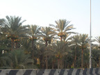 نخيل القاهرة