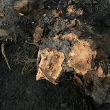 IMG_5864.JPG