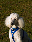 Rocky-in-a-park.jpg