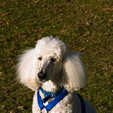 Rocky-in-a-park.jpg