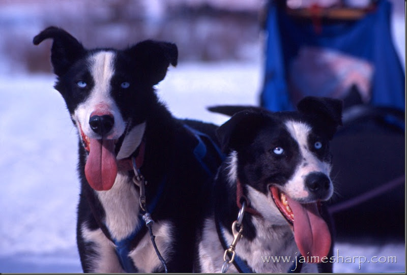 dogsled tongues(c)JaimeSharp_canmoreAB2005