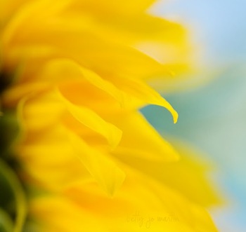 [BettyJoMartin_sunflower5.jpg]