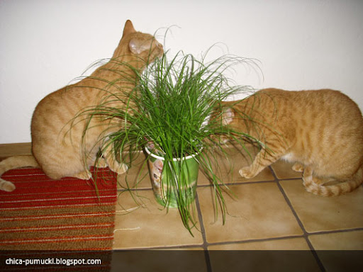 Cat Grass