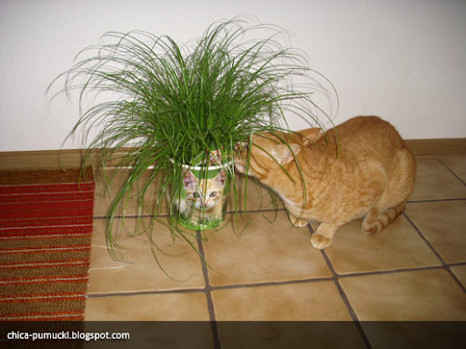 Cat Grass