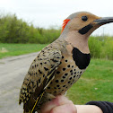 Yellow-shafted Flicker