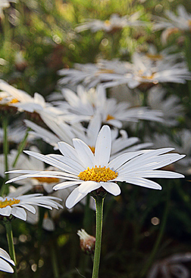 Flores Macro
