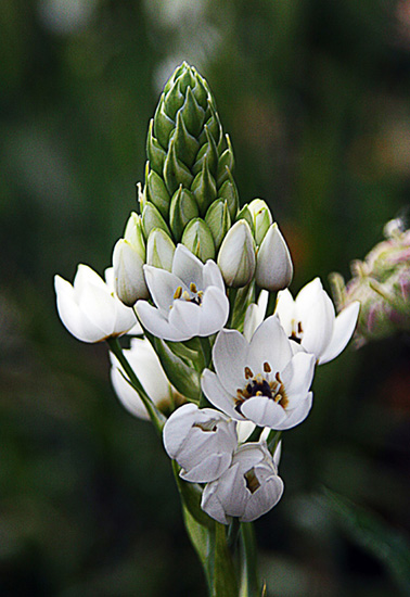 Flores Macro