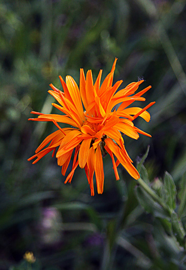 Flores Macro