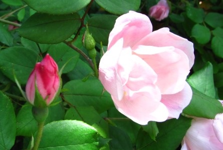 [pink roses[3].jpg]