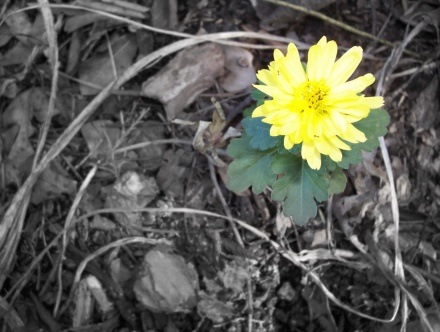 [bloom in fall[6].jpg]