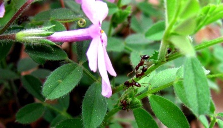 [ants on flowers[2].jpg]