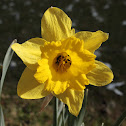 Lent lily, Wild daffodil