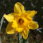 Lent lily, Wild daffodil