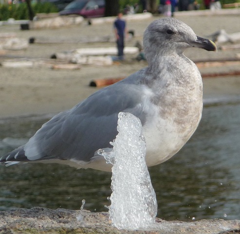[Seagull taking a drink from fountain[2].jpg]