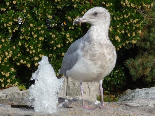 [Seagull at fountain[9].jpg]