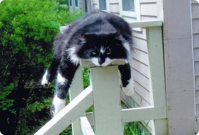 cat sleeping on a post
