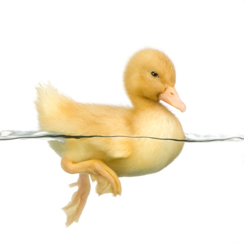 [baby duck swimming[3].jpg]