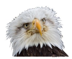 eagle face