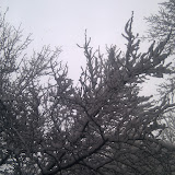 Link to Snow in Williamsburg photo album