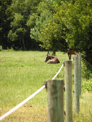 [horses0027.jpg]