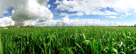 cornfiel cornfiel