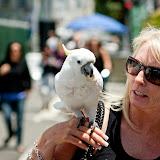 Another one of the parrots doing his coin trick!