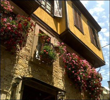 neighbour's window boxes