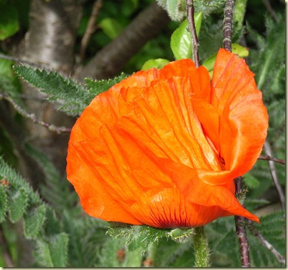 Garden 5