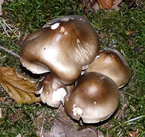 [P1000576[3].jpg]