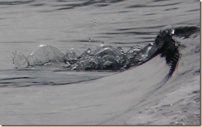 Breaking Wavelet