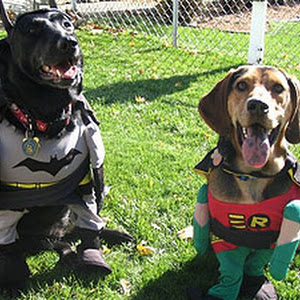 Bat cão e Robicão