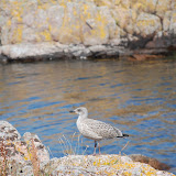 DSC_1135.JPG