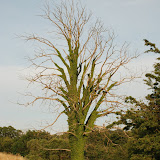 DSC_1208.JPG