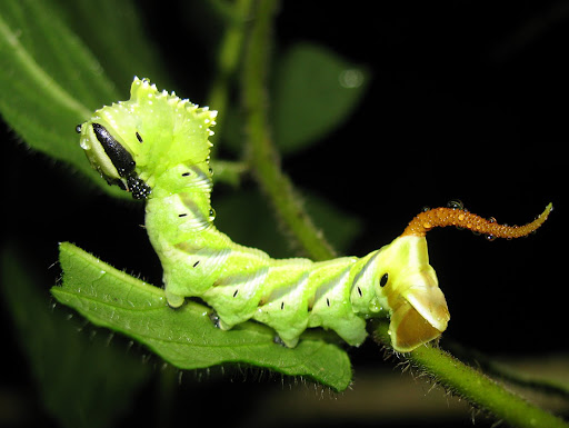 caterpilar