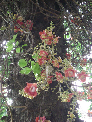 Sala Tree