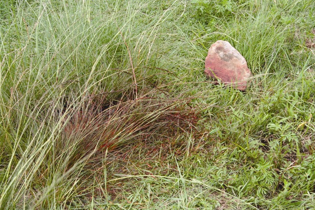[Giesseke, Dr Ernest murder Bloodied grass and rock with which he was bludgeoned Jan 232010.jpg]